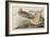 Illustration from 'Birds of America', 1827-38-John James Audubon-Framed Giclee Print