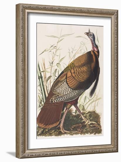 Illustration from 'Birds of America', 1827-38-John James Audubon-Framed Giclee Print