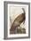 Illustration from 'Birds of America', 1827-38-John James Audubon-Framed Giclee Print