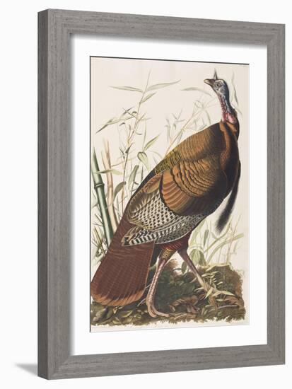 Illustration from 'Birds of America', 1827-38-John James Audubon-Framed Giclee Print