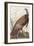 Illustration from 'Birds of America', 1827-38-John James Audubon-Framed Giclee Print