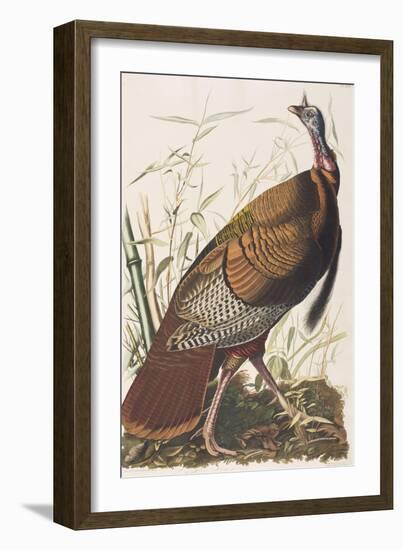 Illustration from 'Birds of America', 1827-38-John James Audubon-Framed Giclee Print