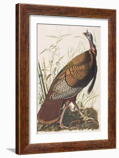 Illustration from 'Birds of America', 1827-38-John James Audubon-Framed Giclee Print