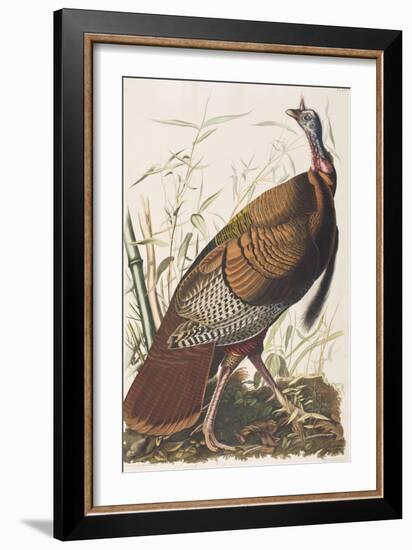 Illustration from 'Birds of America', 1827-38-John James Audubon-Framed Giclee Print