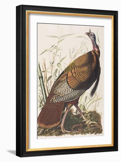 Illustration from 'Birds of America', 1827-38-John James Audubon-Framed Giclee Print