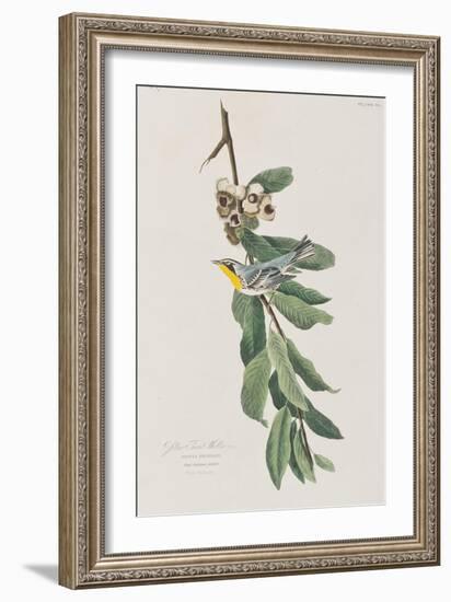 Illustration from 'Birds of America', 1827-38-John James Audubon-Framed Giclee Print