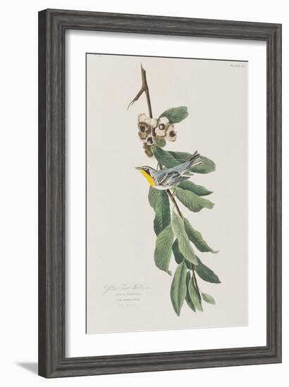 Illustration from 'Birds of America', 1827-38-John James Audubon-Framed Giclee Print