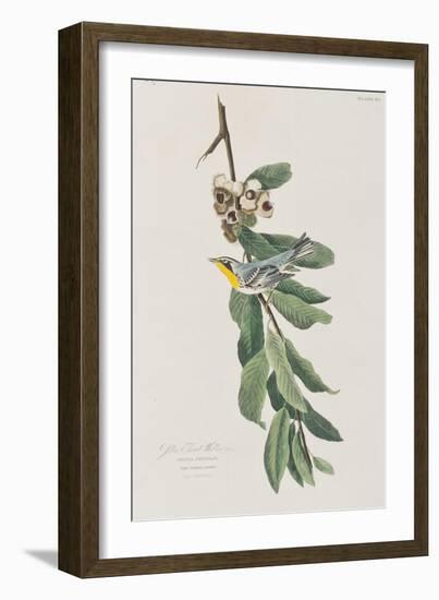 Illustration from 'Birds of America', 1827-38-John James Audubon-Framed Giclee Print