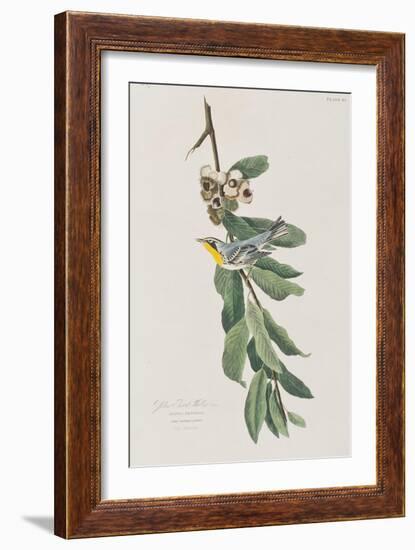 Illustration from 'Birds of America', 1827-38-John James Audubon-Framed Giclee Print