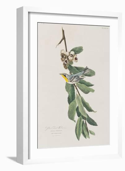 Illustration from 'Birds of America', 1827-38-John James Audubon-Framed Giclee Print