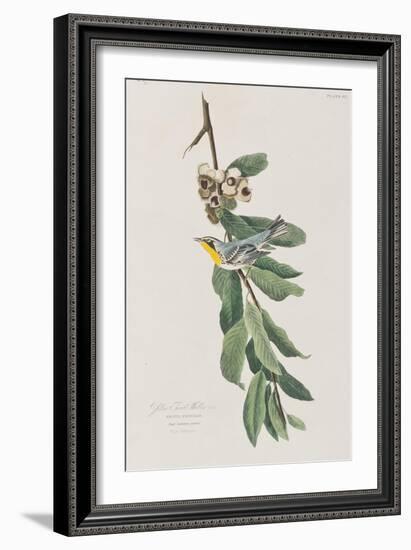 Illustration from 'Birds of America', 1827-38-John James Audubon-Framed Giclee Print