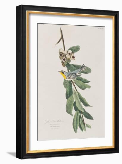 Illustration from 'Birds of America', 1827-38-John James Audubon-Framed Giclee Print