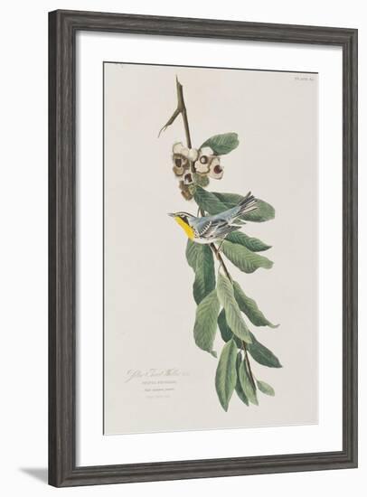 Illustration from 'Birds of America', 1827-38-John James Audubon-Framed Premium Giclee Print