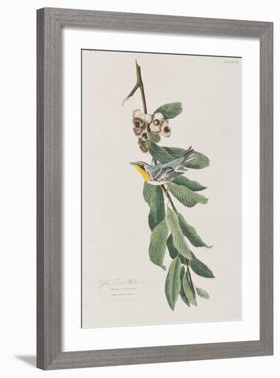 Illustration from 'Birds of America', 1827-38-John James Audubon-Framed Premium Giclee Print