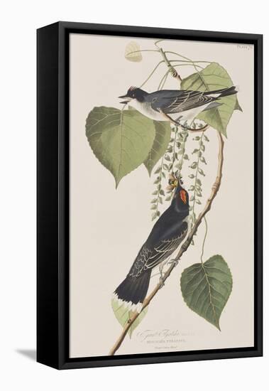 Illustration from 'Birds of America', 1827-38-John James Audubon-Framed Premier Image Canvas