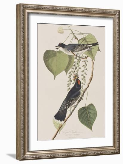 Illustration from 'Birds of America', 1827-38-John James Audubon-Framed Giclee Print