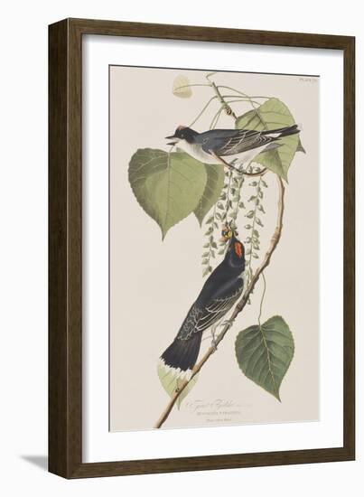 Illustration from 'Birds of America', 1827-38-John James Audubon-Framed Giclee Print