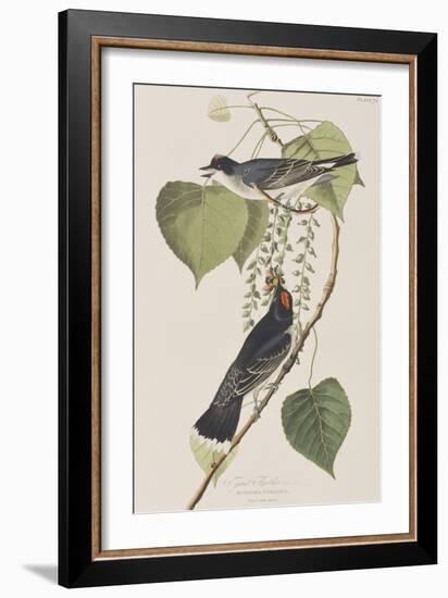 Illustration from 'Birds of America', 1827-38-John James Audubon-Framed Giclee Print