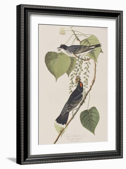 Illustration from 'Birds of America', 1827-38-John James Audubon-Framed Giclee Print