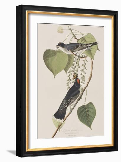 Illustration from 'Birds of America', 1827-38-John James Audubon-Framed Giclee Print