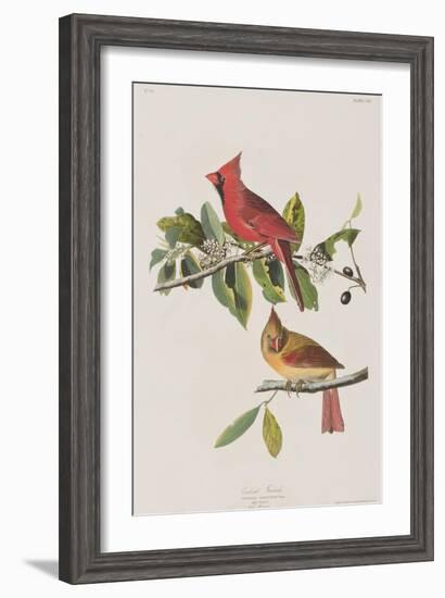 Illustration from 'Birds of America', 1827-38-John James Audubon-Framed Giclee Print