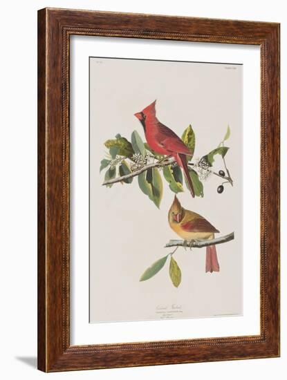 Illustration from 'Birds of America', 1827-38-John James Audubon-Framed Giclee Print