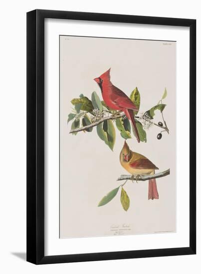 Illustration from 'Birds of America', 1827-38-John James Audubon-Framed Giclee Print