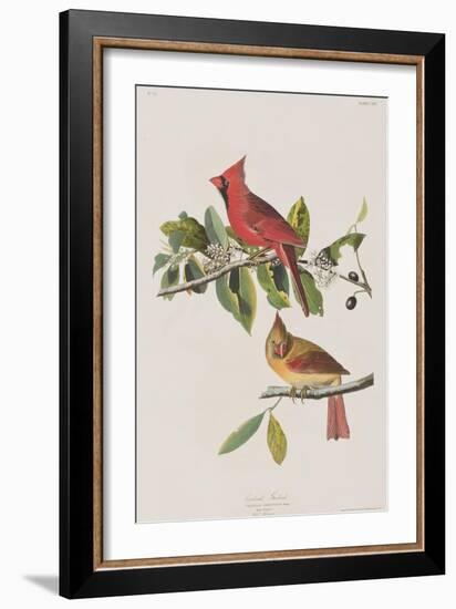 Illustration from 'Birds of America', 1827-38-John James Audubon-Framed Giclee Print