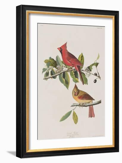 Illustration from 'Birds of America', 1827-38-John James Audubon-Framed Giclee Print