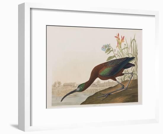 Illustration from 'Birds of America', 1827-38-John James Audubon-Framed Premium Giclee Print