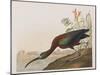 Illustration from 'Birds of America', 1827-38-John James Audubon-Mounted Giclee Print