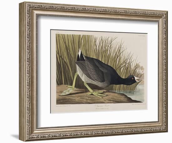 Illustration from 'Birds of America', 1827-38-John James Audubon-Framed Giclee Print