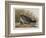 Illustration from 'Birds of America', 1827-38-John James Audubon-Framed Giclee Print