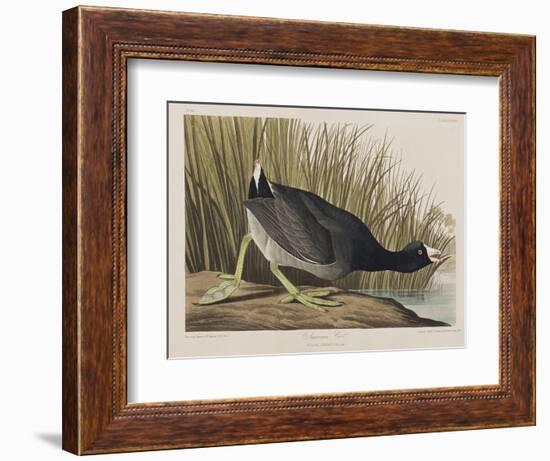 Illustration from 'Birds of America', 1827-38-John James Audubon-Framed Giclee Print