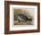 Illustration from 'Birds of America', 1827-38-John James Audubon-Framed Giclee Print