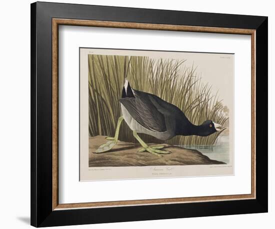 Illustration from 'Birds of America', 1827-38-John James Audubon-Framed Giclee Print