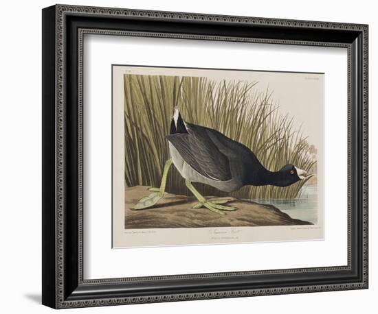 Illustration from 'Birds of America', 1827-38-John James Audubon-Framed Giclee Print