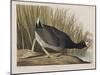 Illustration from 'Birds of America', 1827-38-John James Audubon-Mounted Giclee Print