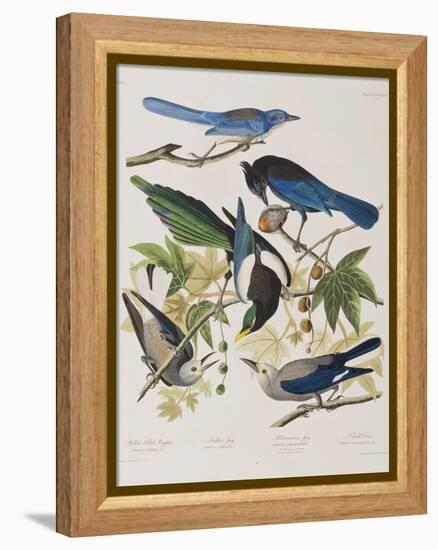 Illustration from 'Birds of America', 1827-38-John James Audubon-Framed Premier Image Canvas