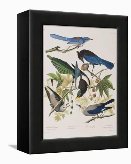 Illustration from 'Birds of America', 1827-38-John James Audubon-Framed Premier Image Canvas