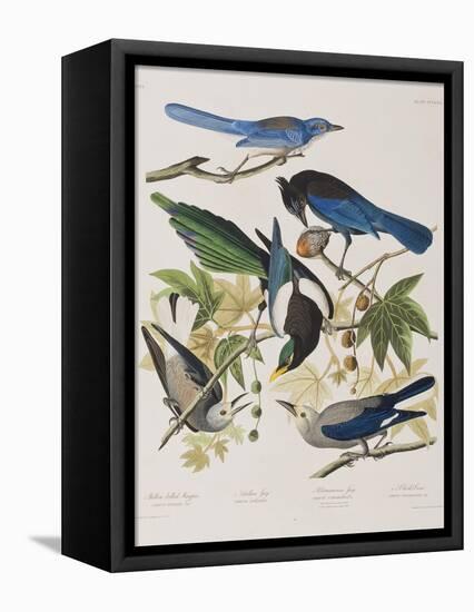 Illustration from 'Birds of America', 1827-38-John James Audubon-Framed Premier Image Canvas