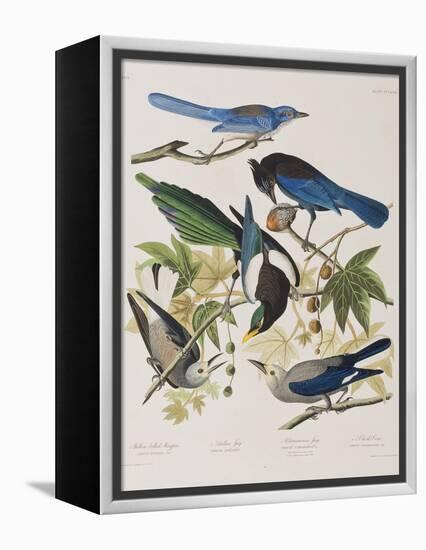 Illustration from 'Birds of America', 1827-38-John James Audubon-Framed Premier Image Canvas