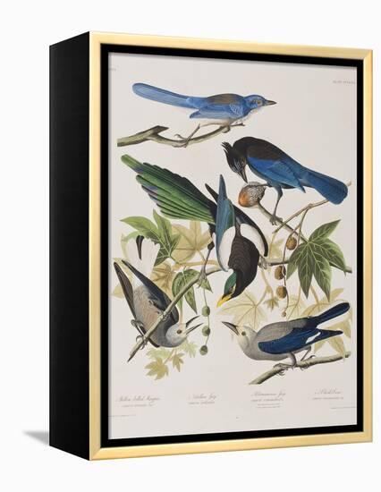 Illustration from 'Birds of America', 1827-38-John James Audubon-Framed Premier Image Canvas