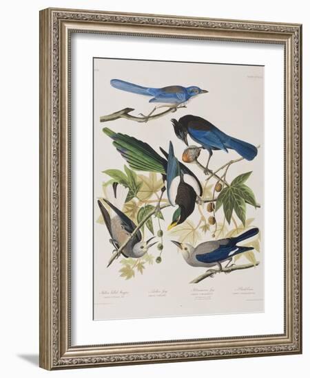 Illustration from 'Birds of America', 1827-38-John James Audubon-Framed Giclee Print