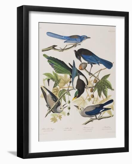 Illustration from 'Birds of America', 1827-38-John James Audubon-Framed Giclee Print