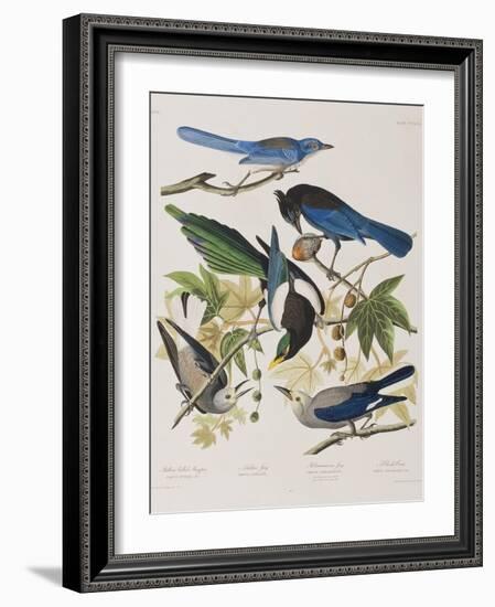 Illustration from 'Birds of America', 1827-38-John James Audubon-Framed Giclee Print