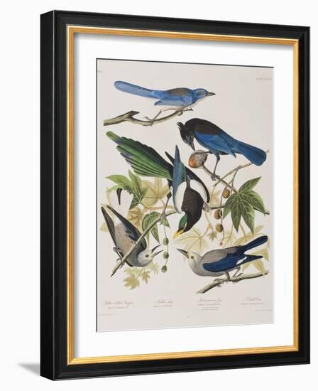 Illustration from 'Birds of America', 1827-38-John James Audubon-Framed Giclee Print