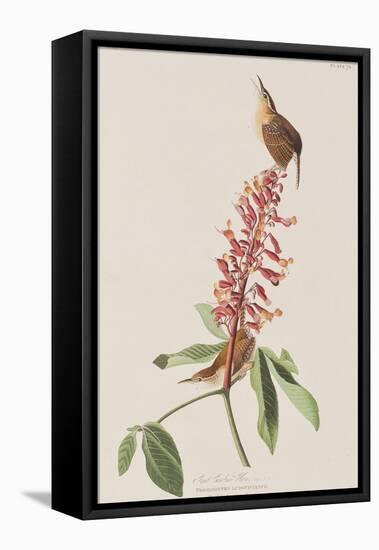 Illustration from 'Birds of America', 1827-38-John James Audubon-Framed Premier Image Canvas