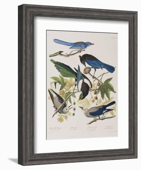 Illustration from 'Birds of America', 1827-38-John James Audubon-Framed Giclee Print