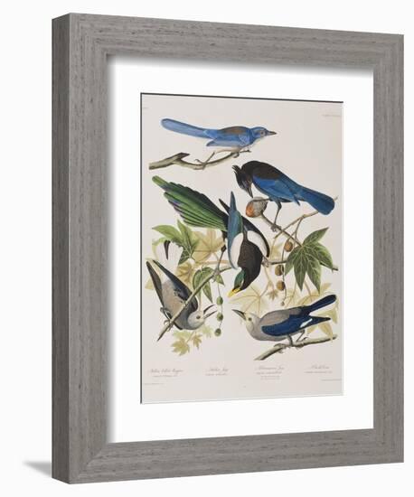 Illustration from 'Birds of America', 1827-38-John James Audubon-Framed Giclee Print